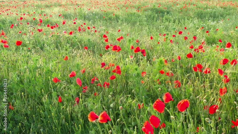 Flight over field of red poppies at sunset. Beautiful flowers and spring nature composition. Flight over field of red poppies at sunset. Beautiful flowers and spring nature composition.