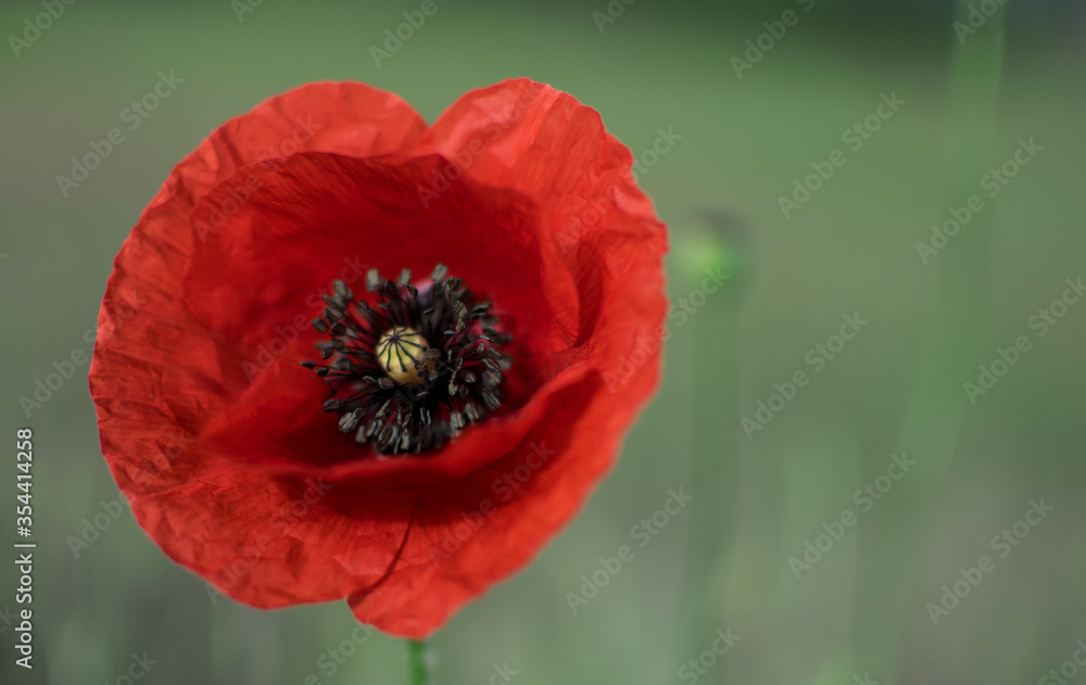 Fototapeta premium Poppy flower on the field. A poppy is a flowering plant in the subfamily Papaveroideae of the family Papaveraceae. Poppies are herbaceous plants, often grown for their colourful flowers.