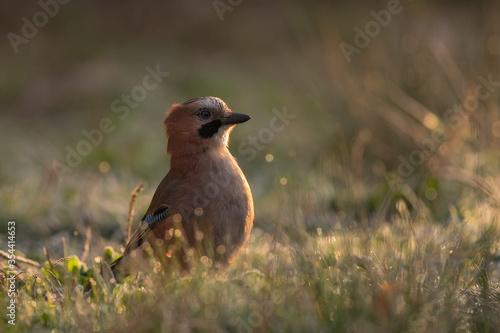 Beautiful Eurasian Jay standing in the early morning light.
