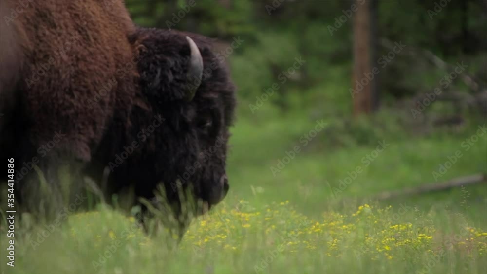Bison Walking in Yellowstone National Park, Close-up Pan Bison Walking in Yellowstone National Park, Close-up Pan