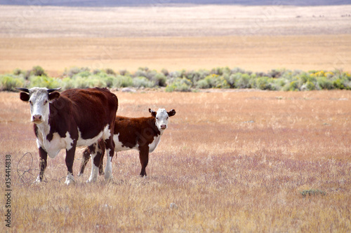 Fotografija Curious free range cattle staring at the photographer