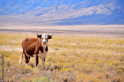 Φωτογραφία Curious free range cow staring at the photographer...