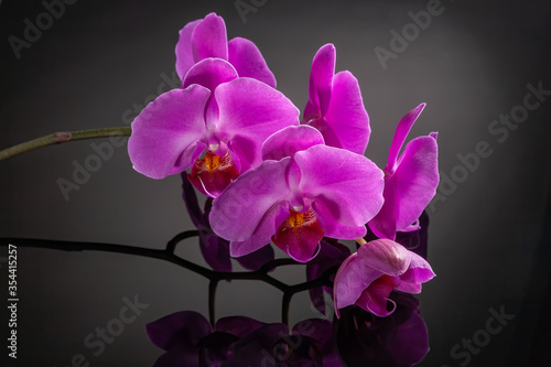 Beautiful orchid flower on black background for beauty, spa and agriculture concept design. Phalaenopsis Orchidaceae.