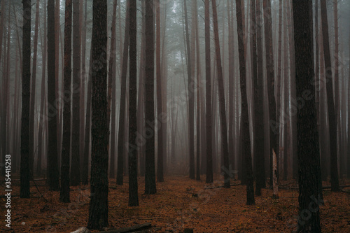 Pine foggy forest. Morning in nature. Rainy wet cloudy day. Autumn..