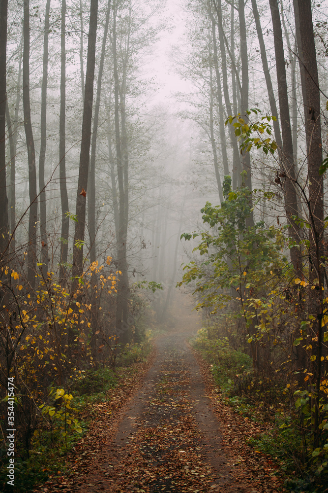 Obraz premium Pine foggy forest. Morning in nature. Rainy wet cloudy day. Autumn. Road along the middle of the forest.