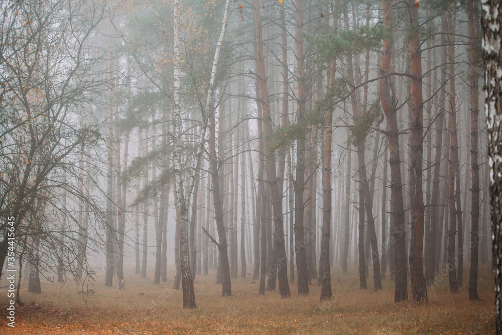 Pine foggy forest. Morning in nature. Rainy wet cloudy day. Autumn.. Pine foggy forest. Morning in nature. Rainy wet cloudy day. Autumn..