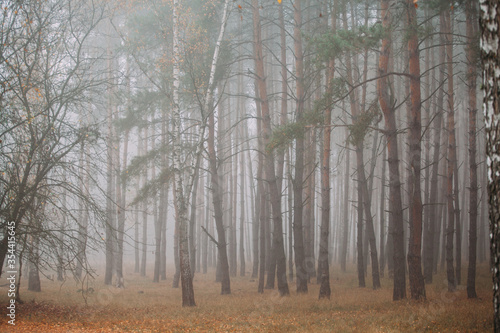 Pine foggy forest. Morning in nature. Rainy wet cloudy day. Autumn..