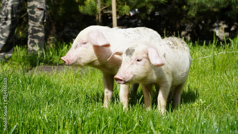 Piglets on a background of green grass. Young pigs on the grass. Piglets on a background of green grass. Young pigs on the grass.