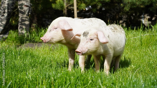 Piglets on a background of green grass. Young pigs on the grass.