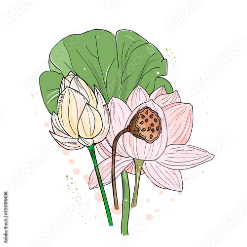 Lotus or water lilies bouquet. Elegant tropical flowers. Hand drawing isolated on white.