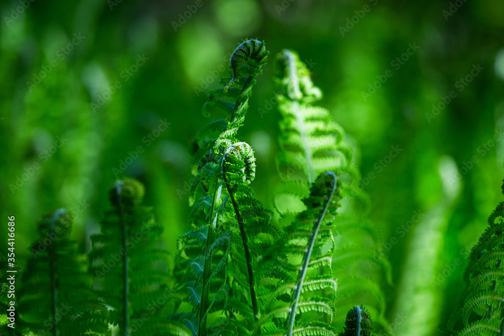 Fototapeta premium green ferns on a green background