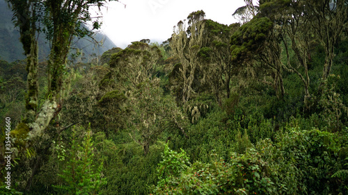 Beautiful landscape in Rwenzori Mountains at Uganda, Eastern Central Africa, flora and humid wet vegetation in equator, tropical zone, African rainforest and jungles in the mountains, misty morning