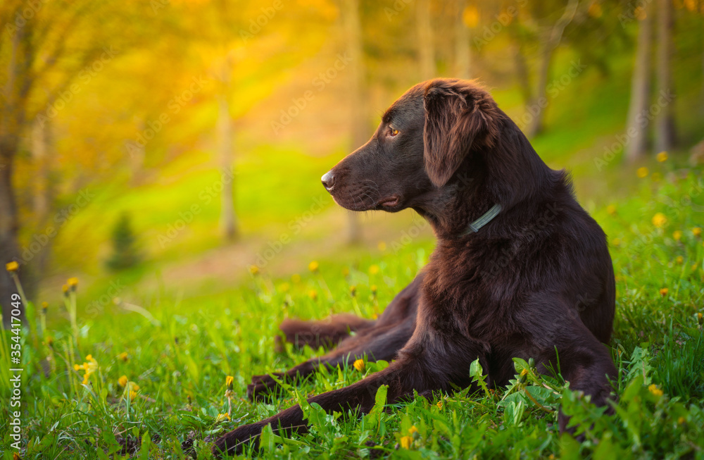 Beautiful chocolate flat-coated retriever in sunny weather outside posing for pictures Beautiful chocolate flat-coated retriever in sunny weather outside posing for pictures