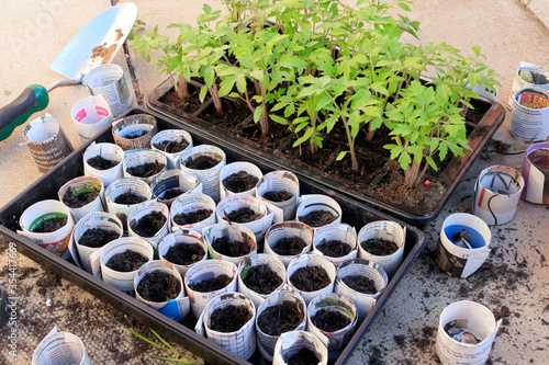 Tomato plants grown from seed. Young plants being transplanted into eco-friendly, biodegradable newspaper pots