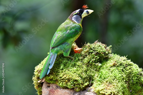 The fire-tufted barbet (Psilopogon pyrolophus) is a species of bird in the Asian barbet family Megalaimidae. It is native to Peninsular Malaysia and Sumatra, where it inhabits tropical moist lowland. photo