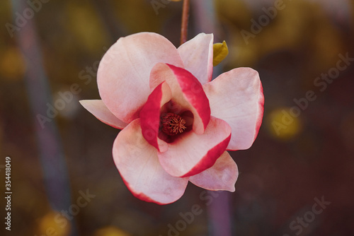 Flowering magnolia pink.Magnolia flower in spring.Soft focus image of blossoming magnolia flowers in spring time.