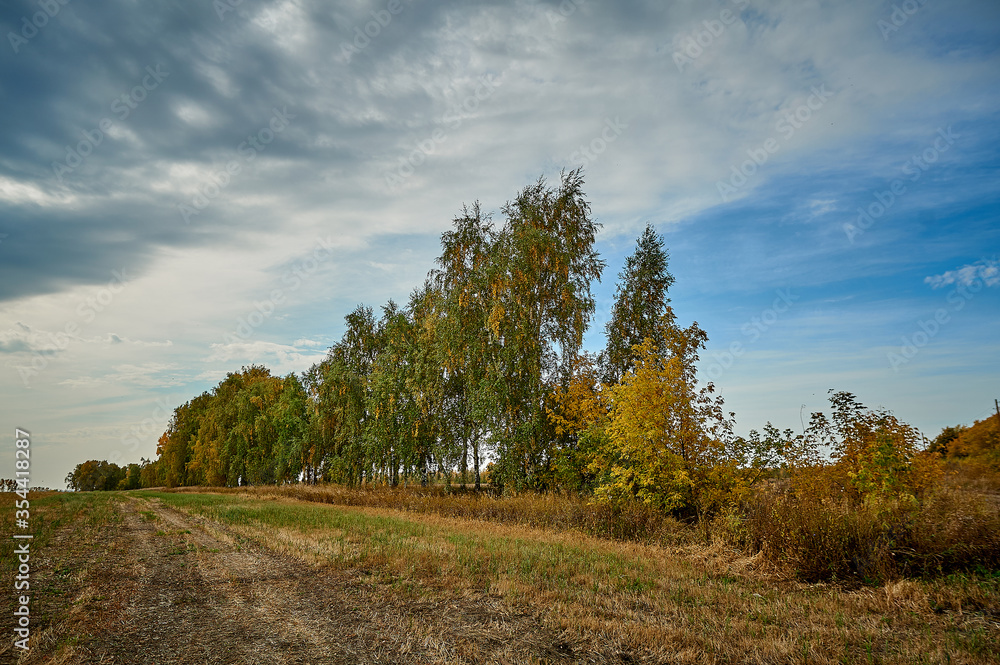 A large tree in a field