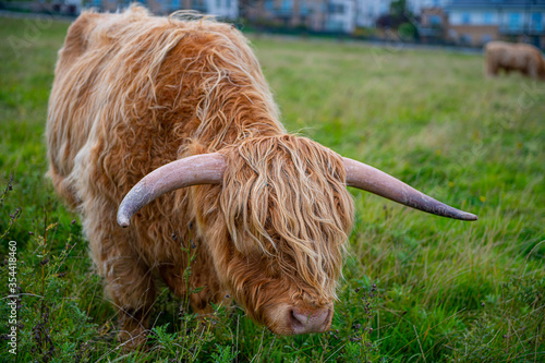 scottish highland cow in a pasture © Sofia Galion