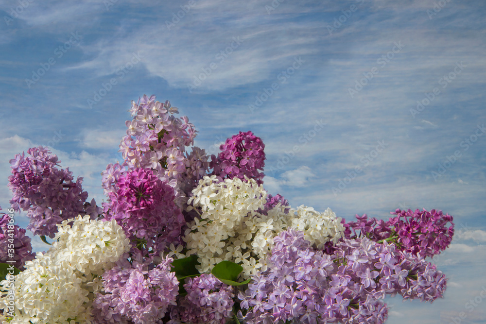 A large bouquet of multi-colored lilac against a blue sky with clouds. Congratulation. Copy space. A large bouquet of multi-colored lilac against a blue sky with clouds. Congratulation. Copy space.