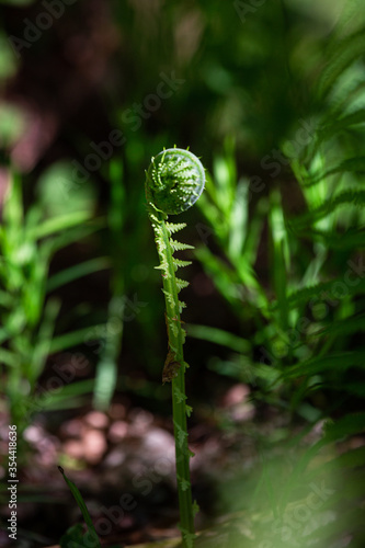 green ferns on a green background © EriksZ
