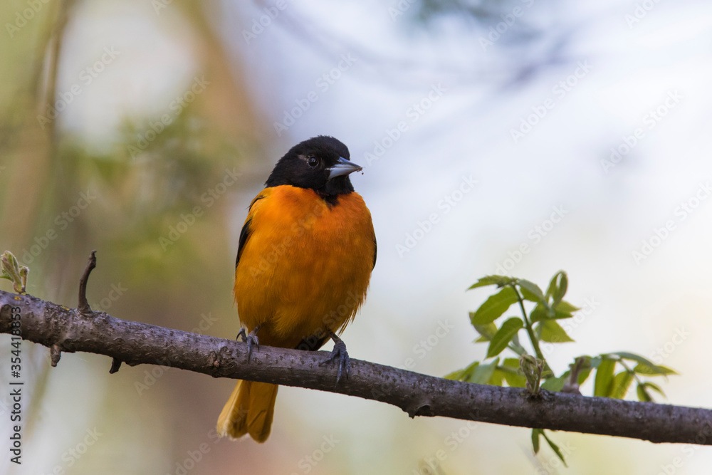 Male Baltimore oriole (Icterus galbula) Male Baltimore oriole (Icterus galbula)