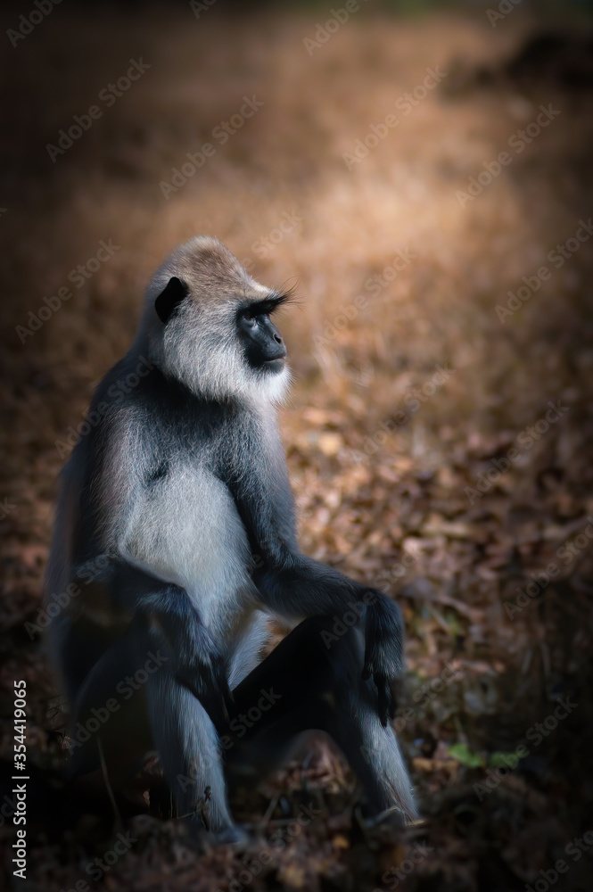 Obraz premium Gray Langur or Hanuman Langur