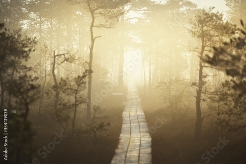 A wooden pathway trough the coniferous forest in a thick mysterious fog at sunrise. Cenas tirelis, Latvia. Sunlight through the old tree trunks. Idyllic autumn landscape. Natural tunnel, fairy scene photo