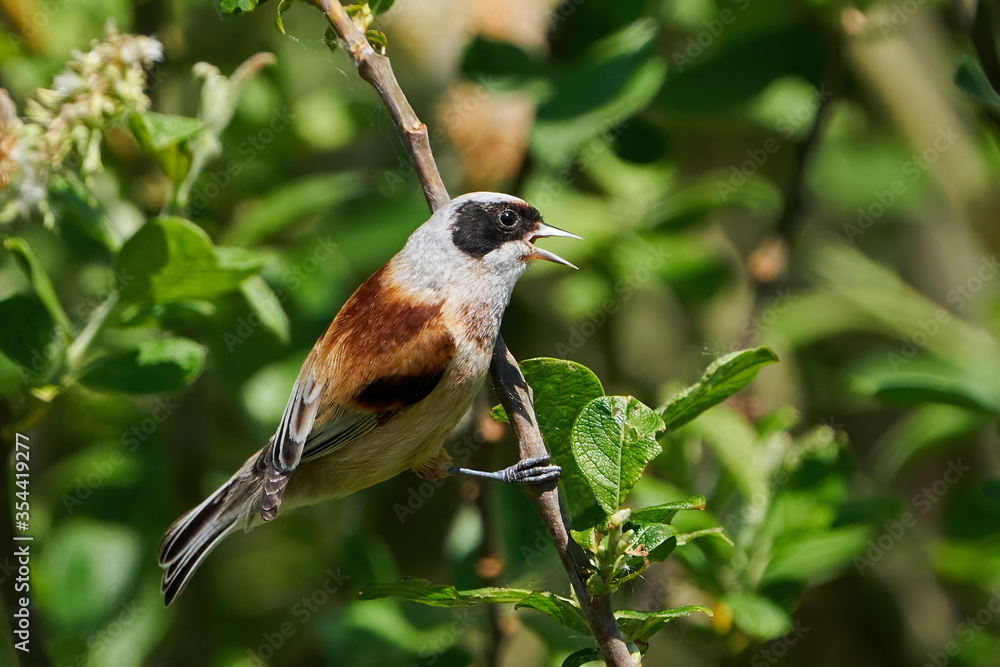 Eurasian penduline tit (Remiz pendulinus) in its natural enviroment in Denmark Eurasian penduline tit (Remiz pendulinus) in its natural enviroment in Denmark