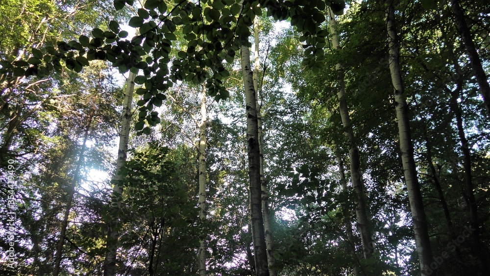 Fototapeta premium il bosco del pioppo tremulo