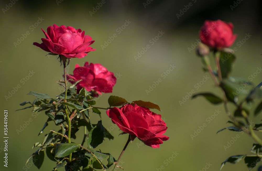 Fototapeta premium Beautiful red roses. Rose garden.