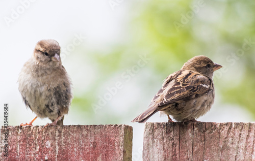 Female house sparrow, Passer domesticus perched on a garden fence with chick