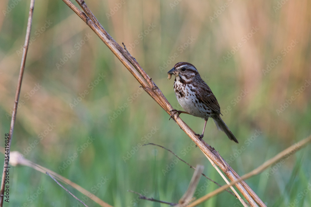 Fototapeta premium song sparrow (Melospiza melodia) with food for babies