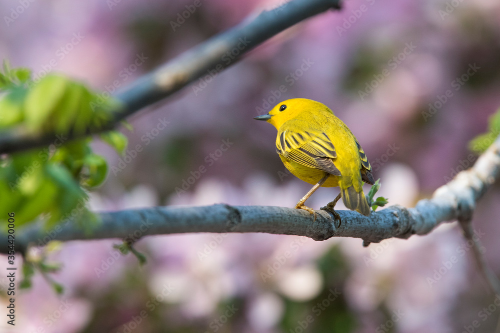 yellow warbler (Setophaga petechia, formerly Dendroica petechia) yellow warbler (Setophaga petechia, formerly Dendroica petechia)