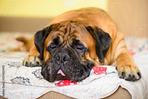 Bullmastiff dog large pet portrait friendly animals lies and sleeps