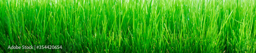 green grass water drops