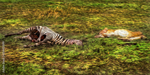 Lions lying over grass beside zebra carcass in the flat landscape of Serengeti National Park. A conservation area in the African savanna where several species of large mammals live. Oil paint filter. © Celli07