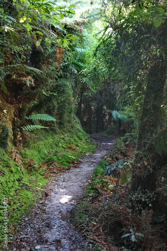 New Zealand  Neuseeland  South Island  S  dinsel  West Coast  Paparoa Nation Park NP  Fox River Track