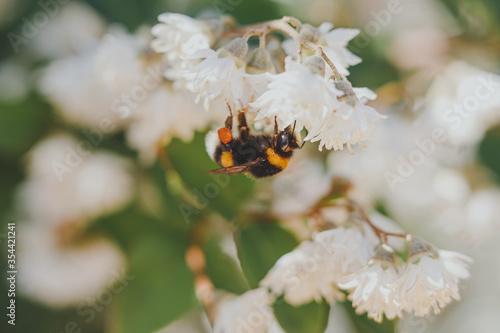 bug bee on a flower