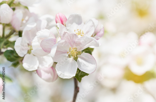 Apple tree blossom close-up. White apple flower on natural white background. 