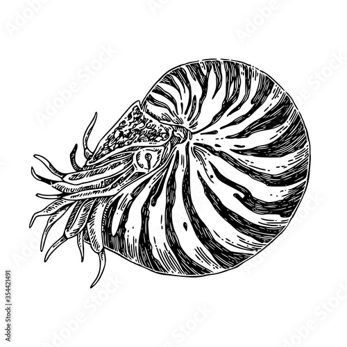Nautilus marine mollusc. Sketch. Engraving style. Vector illustration.