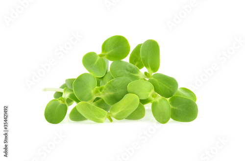 Sunflower sprouts isolated on white background