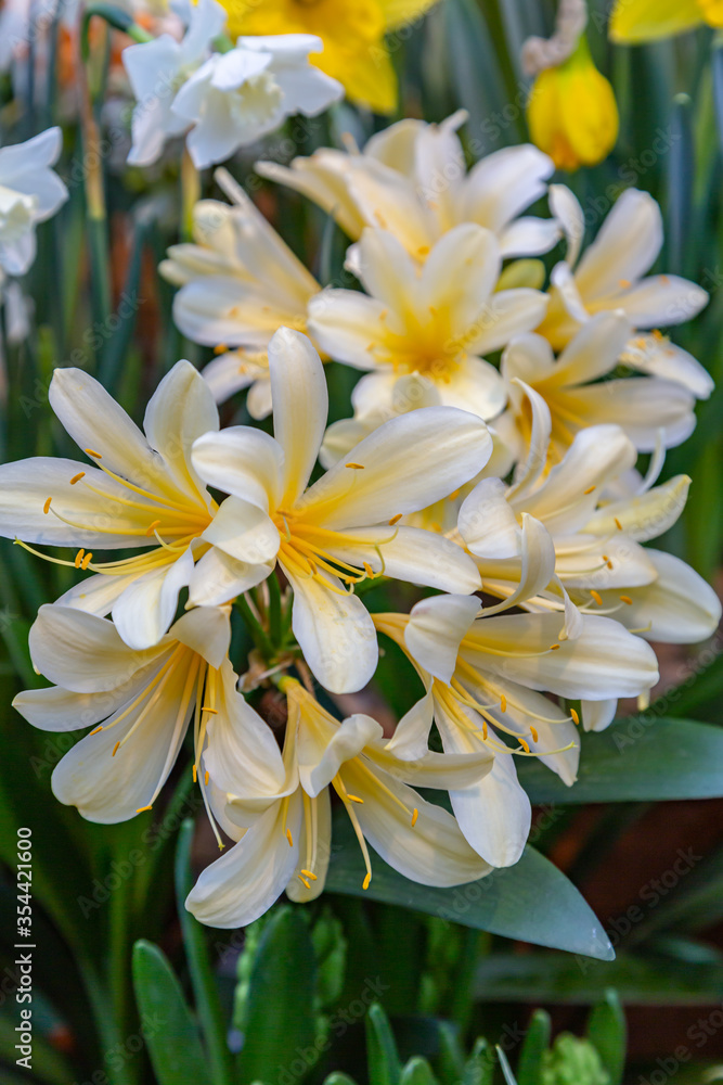 Kaffir lily (Clivia miniata), blooming Kaffir lily (Clivia miniata), blooming