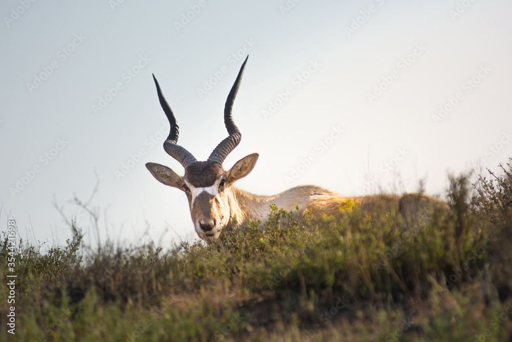 Obraz premium Addax - white or screw horn antelope - resting on the grassy field. Critically endangered species. National Park Souss-Massa, Morocco