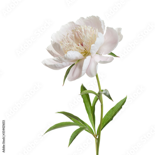 Gentle light peony flower isolated on a white background.