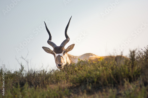Addax - white or screw horn antelope - resting on the grassy field. Critically endangered species. National Park Souss-Massa  Morocco