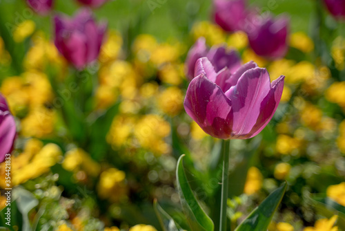 Beautiful tulip flowers growing  colorful flower background.