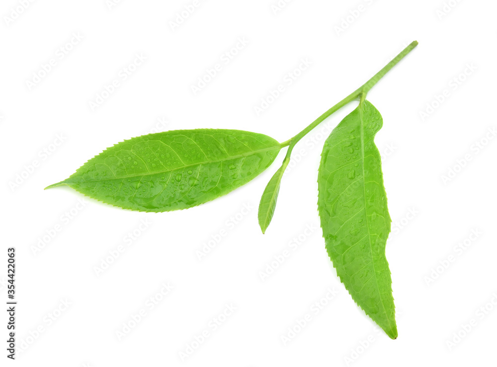 leaves Fresh green tea with drops of water isolated on white background. leaves Fresh green tea with drops of water isolated on white background.