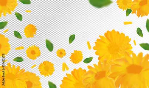 3D realistic marigold with green leaf. Yellow calendula flower in motion. Beautiful marigold background. Calendula close up. Falling flower calendula.Vector illustration