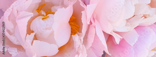 Beautiful pink rose peony petals background	
