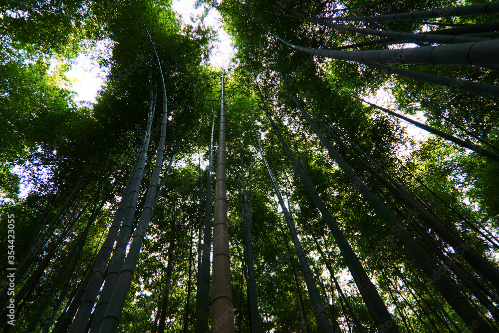 Fototapeta premium Bamboo Trees at Arashiyama Bamboo Forest, Kyoto, Japan